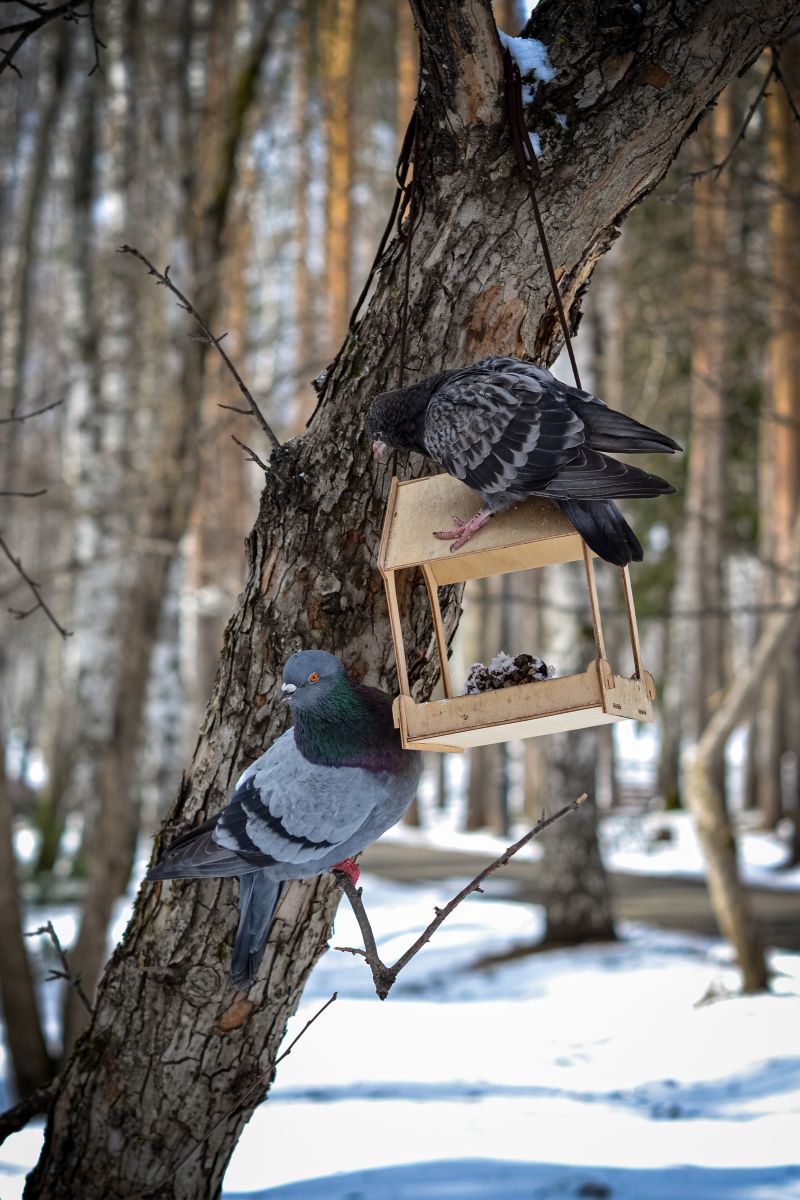 Hình ảnh Thời tiết ở Tomsk. Dự báo thời tiết với những bức ảnh đẹp của Надежда-1979