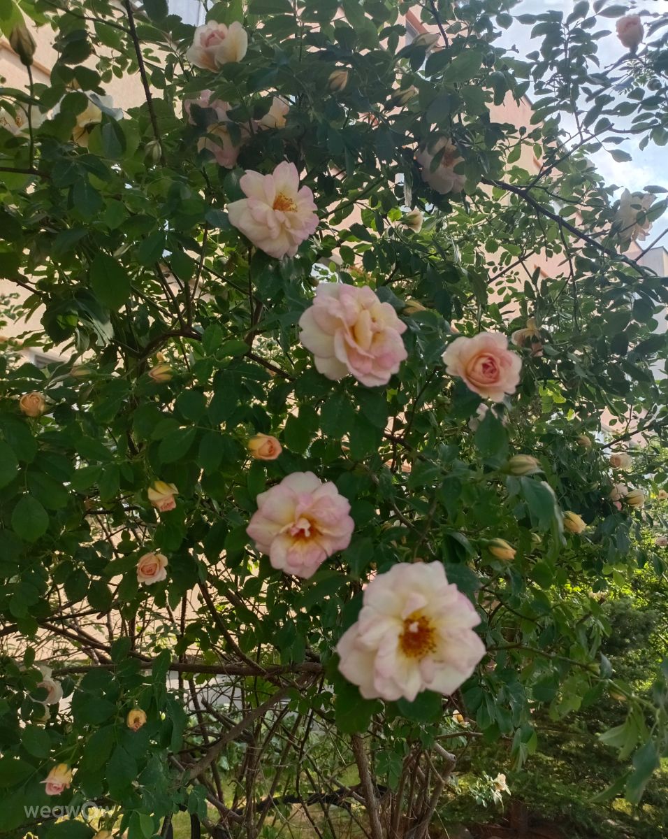 Фотографии Погоды в Ломжа. Прогнозы погоды с чудесными фотографиями, сделанными Ania-12