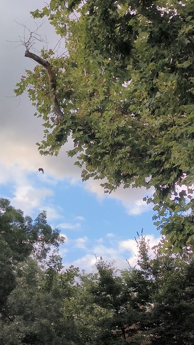 Photographe YanBog, Photos météo à București - Weawow