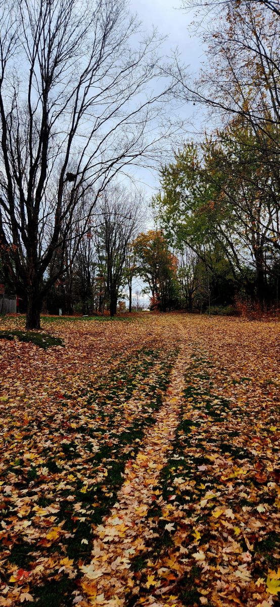 Fotógrafo KevinG, Fotos sobre el clima en Gow Park - Weawow