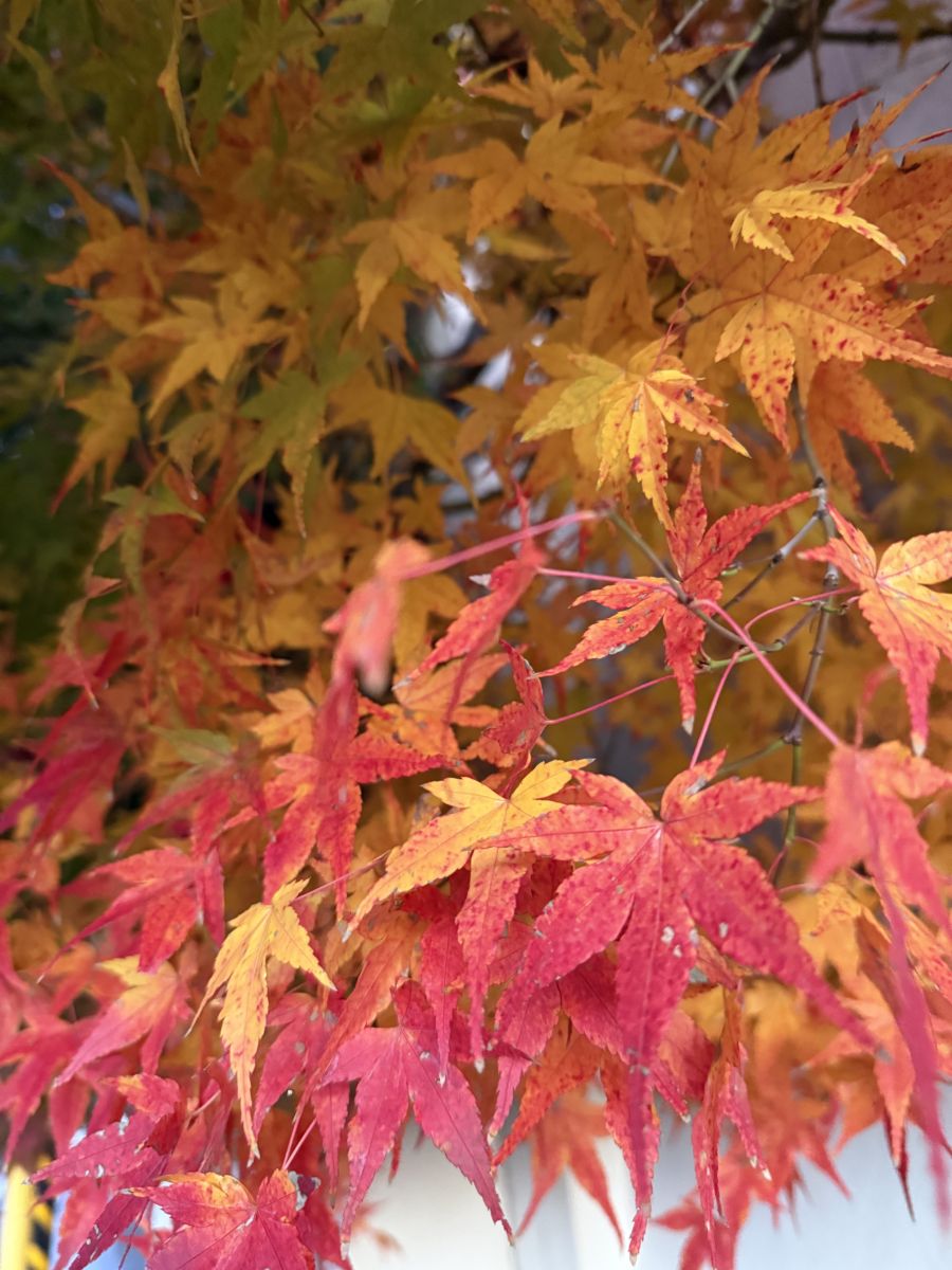Weather Photos in Japan. Weather forecasts with beautiful photos by あさのジジ