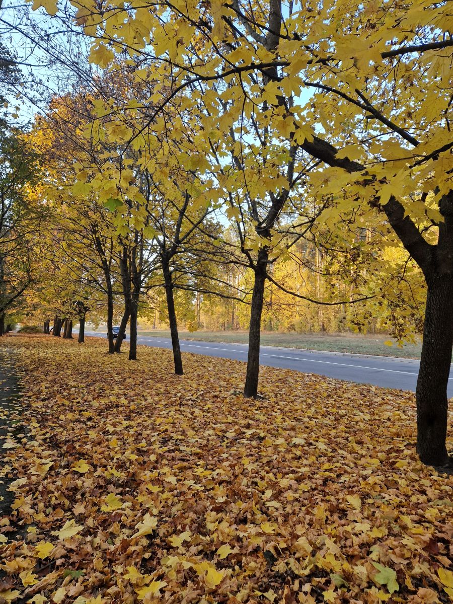 Weather Photos in Chernihiv. Weather forecasts with beautiful photos by Juicinka