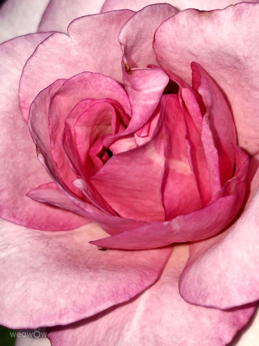 写真家 Wen-ya Huang、高雄市の天気写真 - Weawow