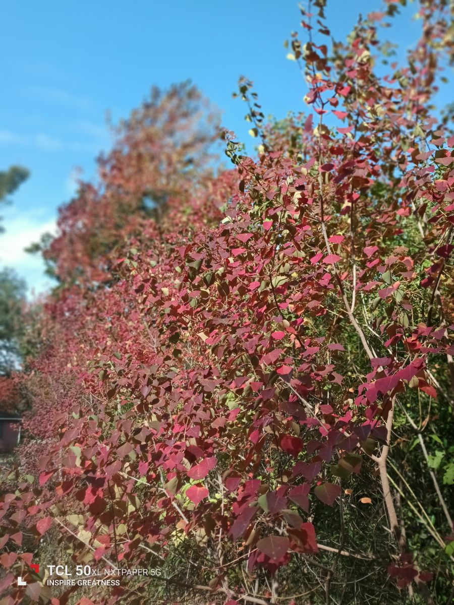 密西西比州的天气照片. 天气预报，带MilersLafayetteCookJr精美的照片