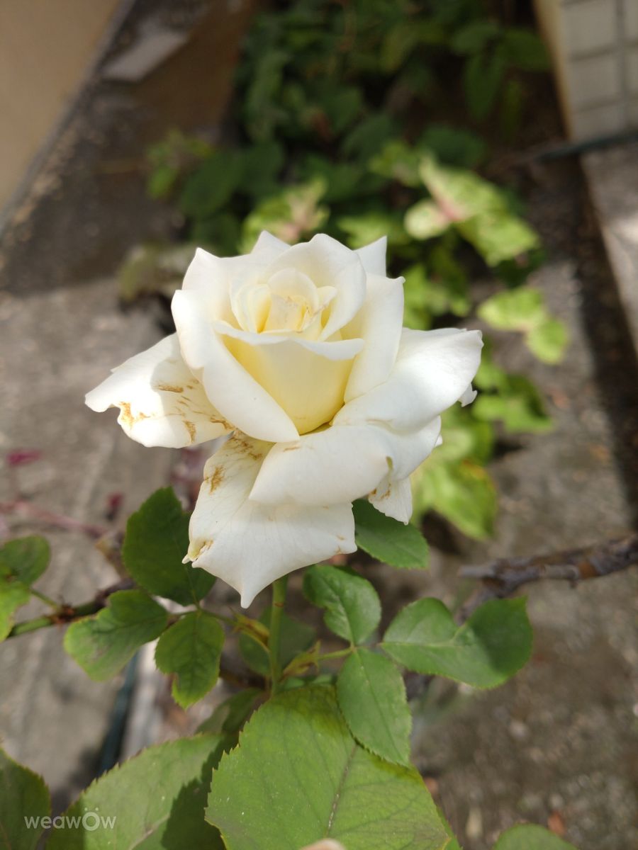 Photographer Wen-ya Huang, Weather Photos in Kaohsiung City - Weawow