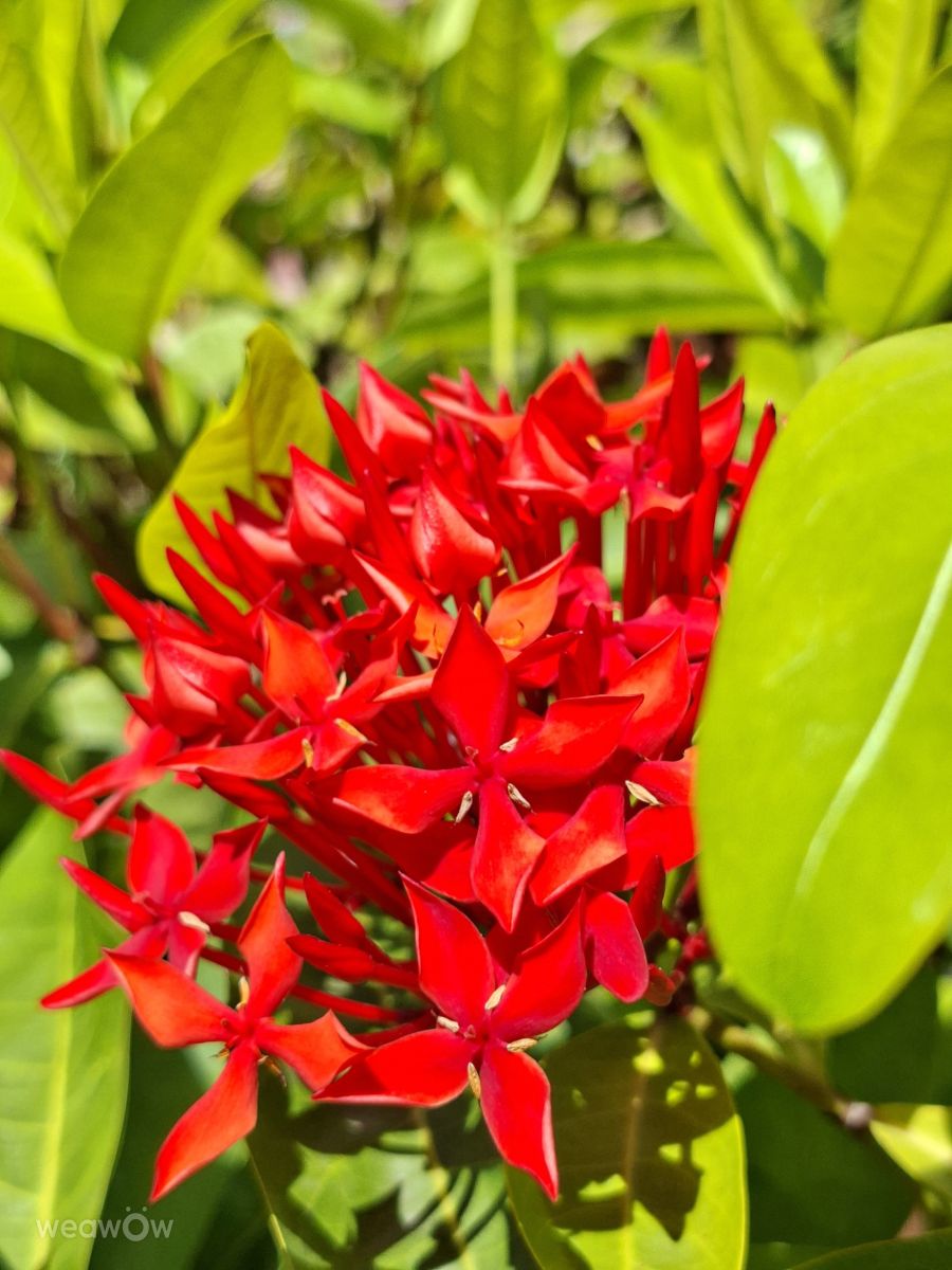 Photographe Wen-ya Huang, Photos météo à Kaohsiung - Weawow