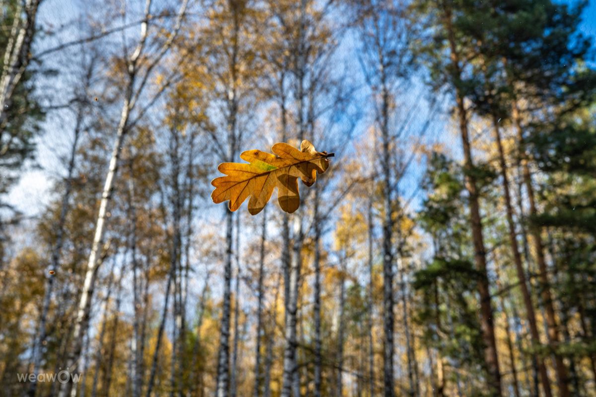 Photographer GrgaP, Weather Photos in Shuberskoye - Weawow