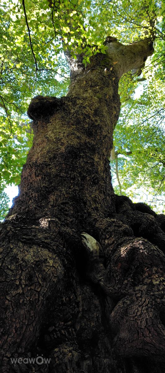 Photographer umemui, Weather Photos in Atami - Weawow