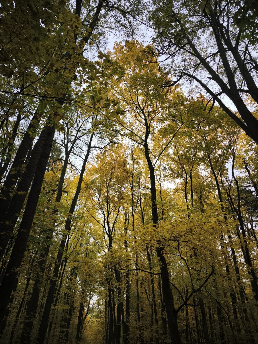 Weather Photos in Izmaylovo District. Weather forecasts with beautiful photos by Amanda_and_Valdemar_Che