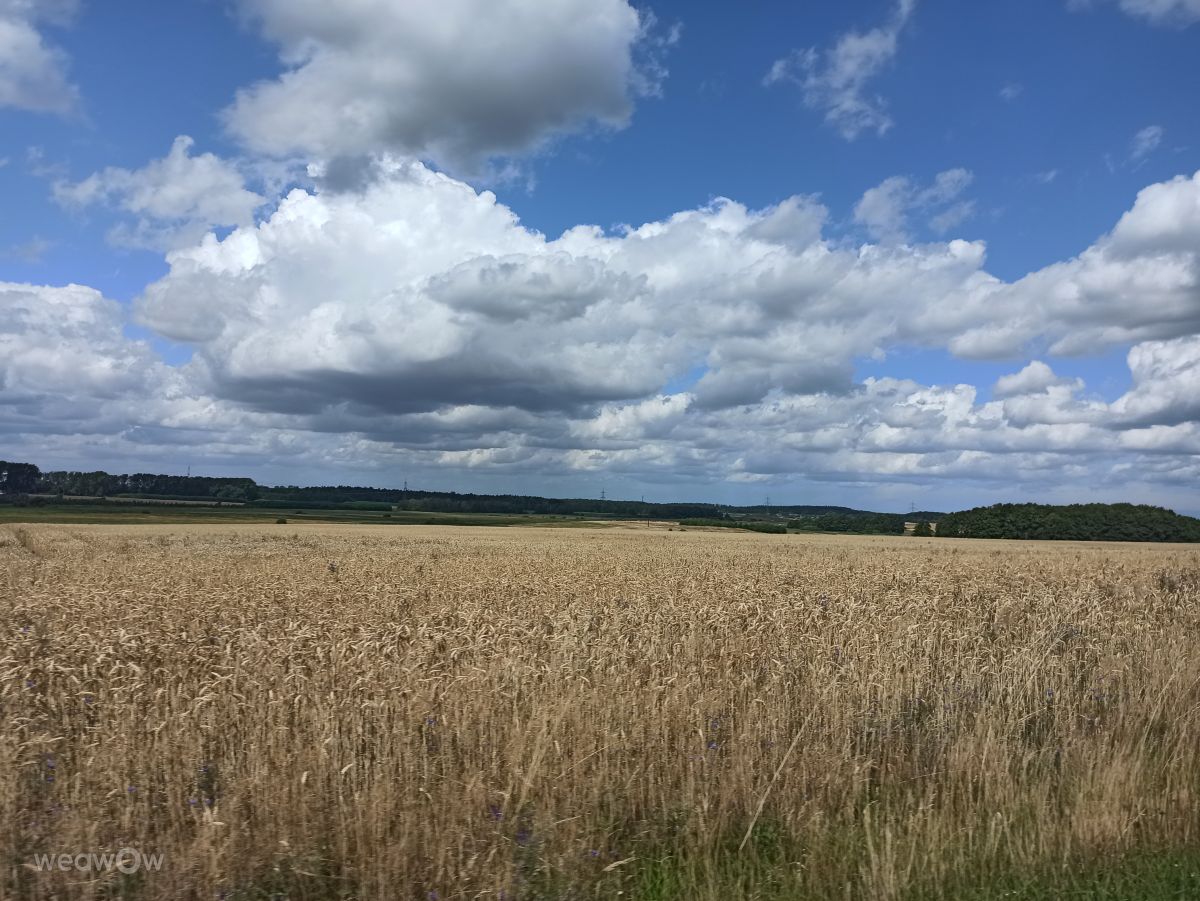 Mecklenburg-Vorpommern’র ঘাসযুক্ত. hausmeistervomtodesstern কতৃক সুন্দর ছবি সহ আবহাওয়ার পূর্বাভাস ছবি