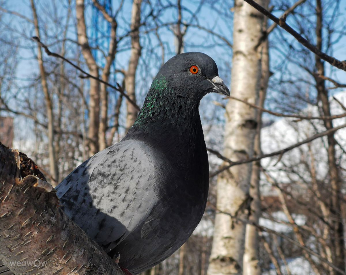 Fotos do tempo em Kirovsk. Previsões do tempo com lindas fotos de Eva_Eva