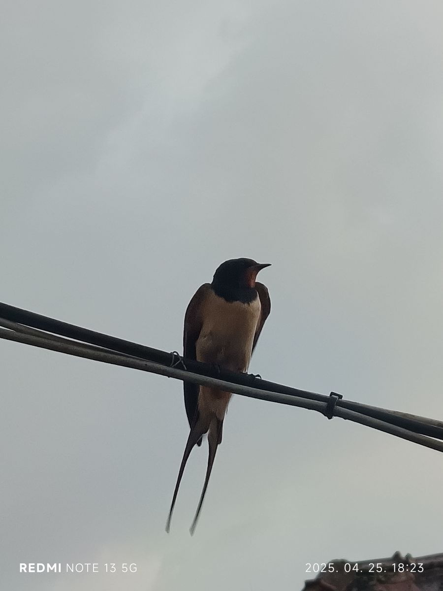Фотографии Погоды в Яс-Надькун-Сольнок. Прогнозы погоды с чудесными фотографиями, сделанными Celi