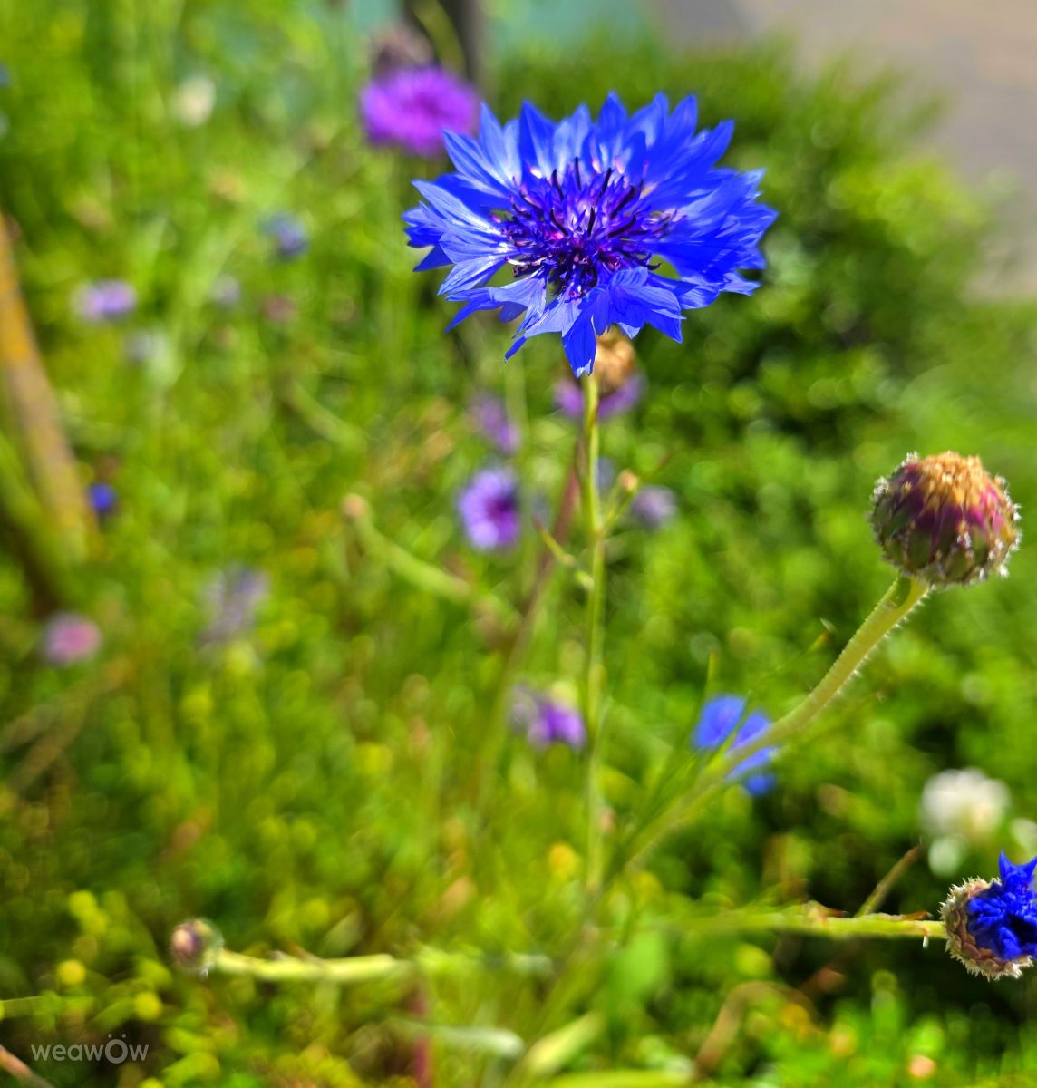 写真家 Seni、Velbertの天気写真 - Weawow