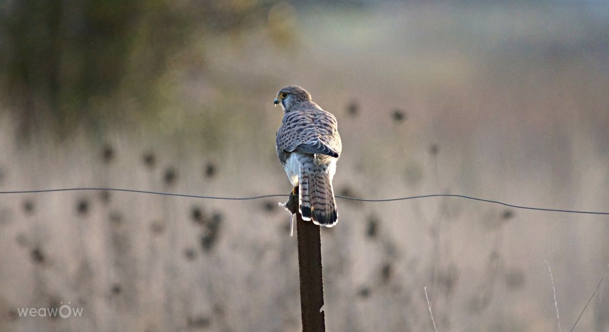 Photographer tony5636, Weather Photos in Calvisson - Weawow