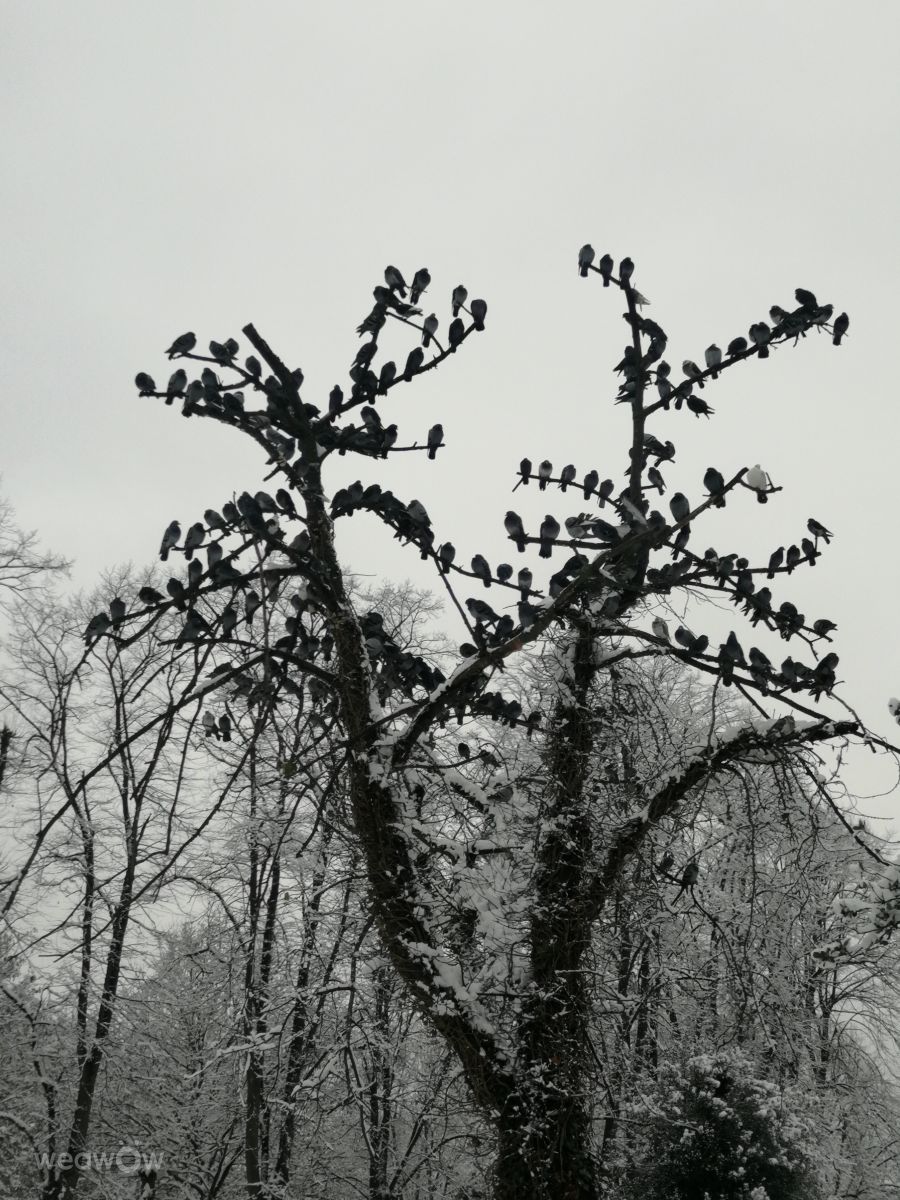 Weather. Временске прогнозе са прелепим фотографијама од maichai-а фотографије у Forest Gate