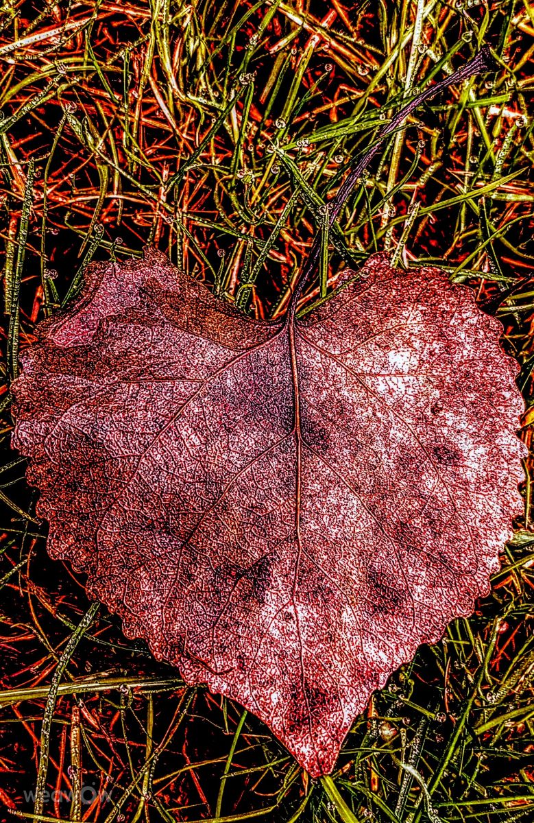 摄影师 Ghostroku，奇科的天气照片 - Weawow