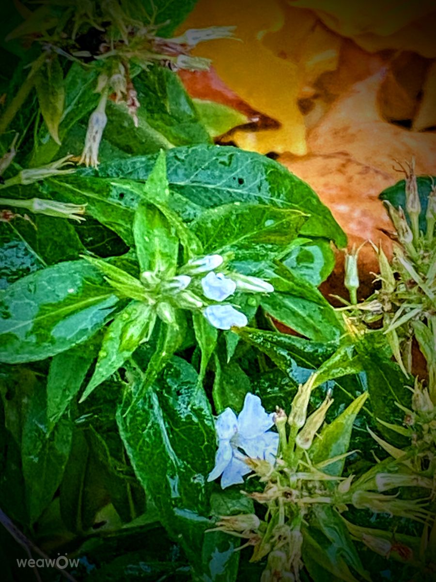 Photographer Lulu5523, Weather Photos in le Plateau - Weawow