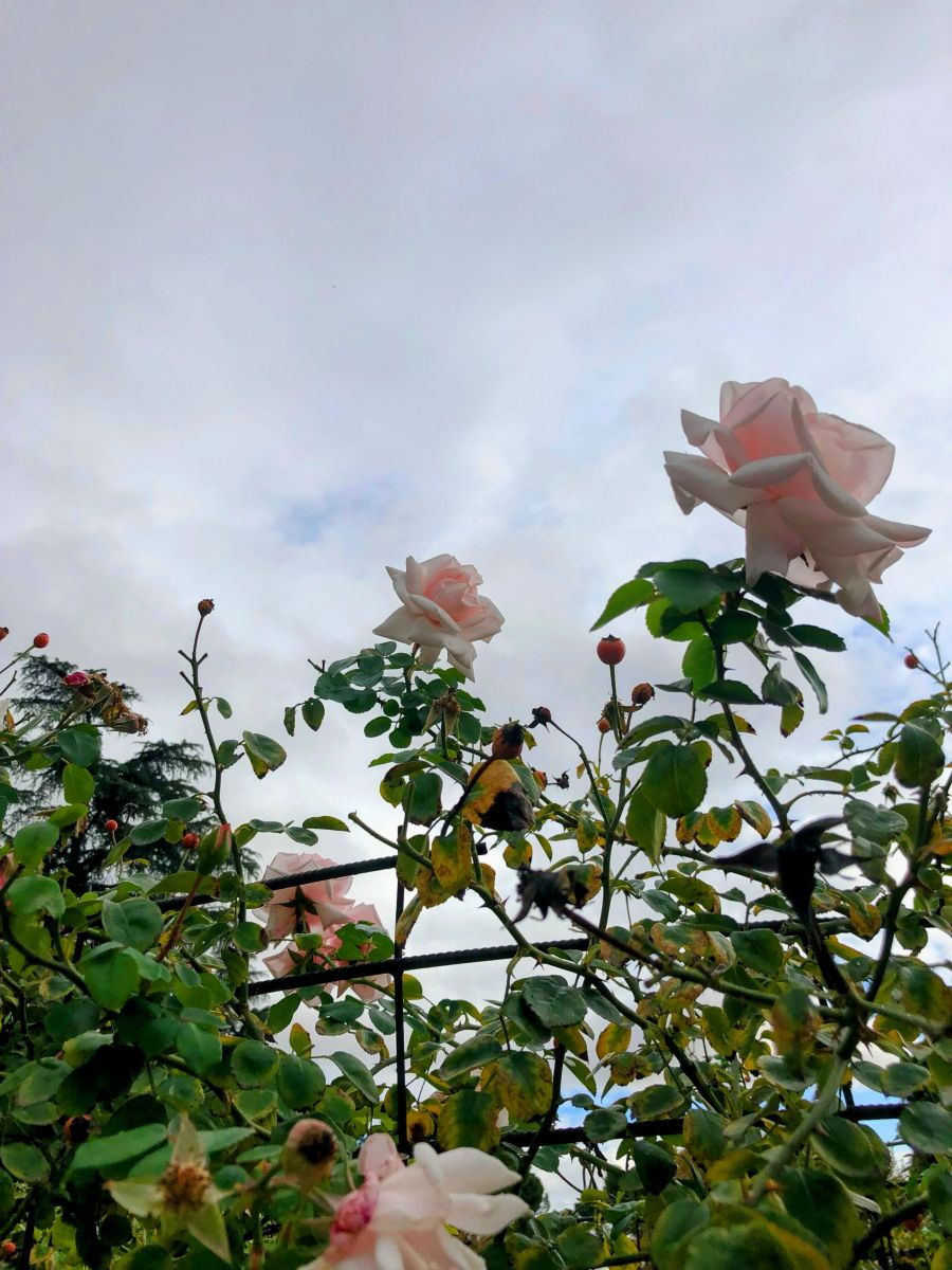 Photographer Lulu5523, Weather Photos in Madrid - Weawow