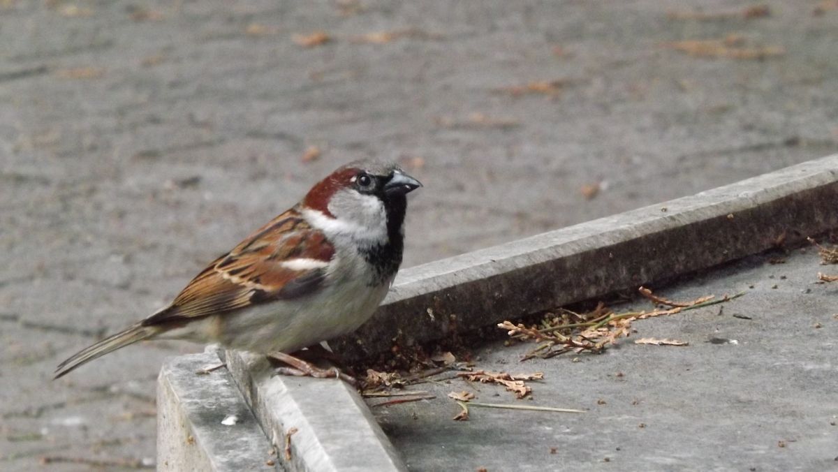 Fotos sobre el clima en Pazardzhik. Pronósticos del tiempo con hermosas fotos de Павел_Петракиев