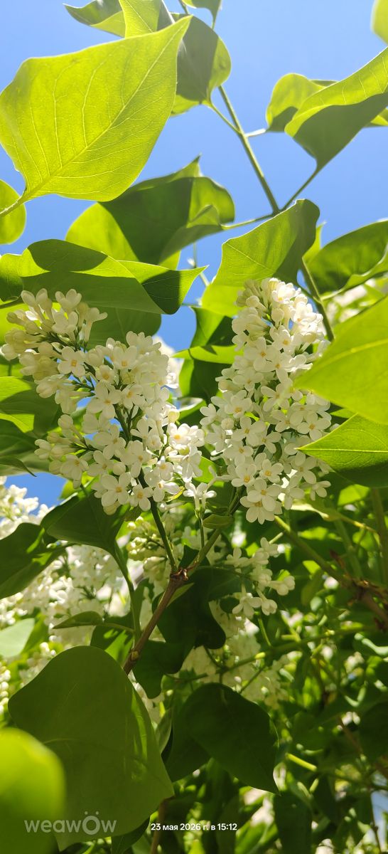 Fotos sobre el clima en Kolpino. Pronósticos del tiempo con hermosas fotos de Cherry_V