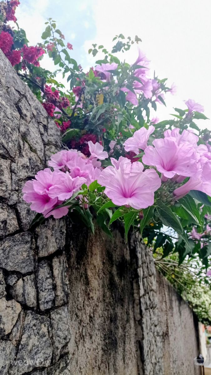 Fotos sobre el clima en São Paulo. Pronósticos del tiempo con hermosas fotos de ASGuandalin