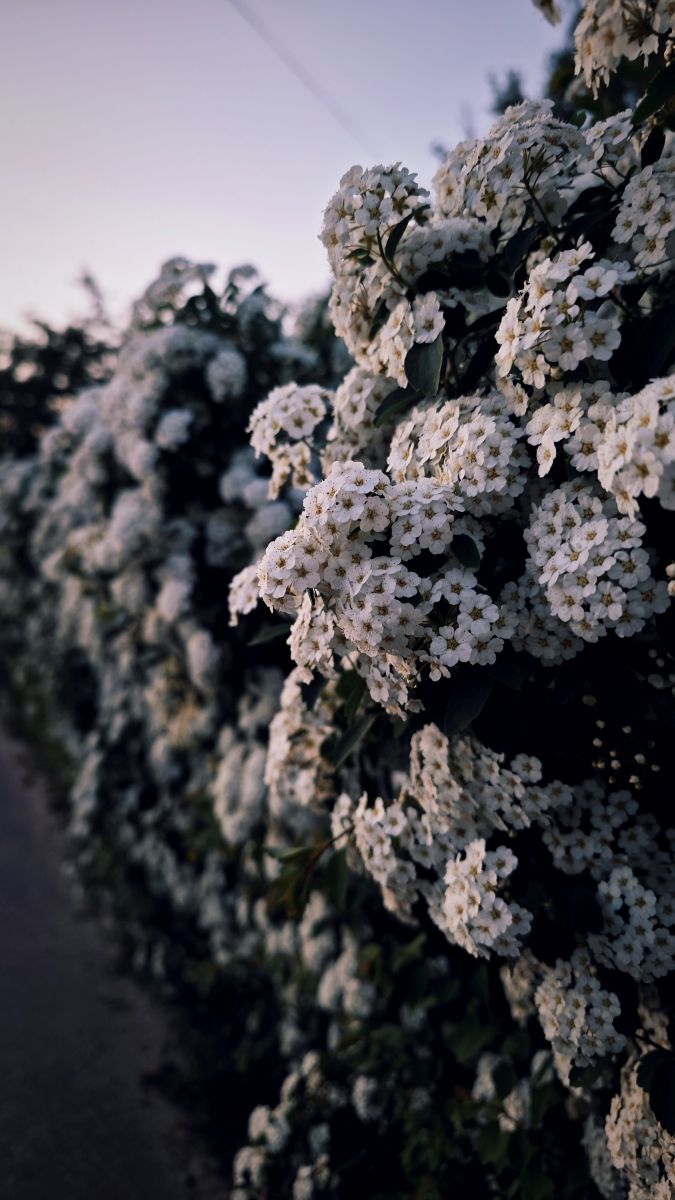 Previsões do tempo com lindas fotos de Synieok