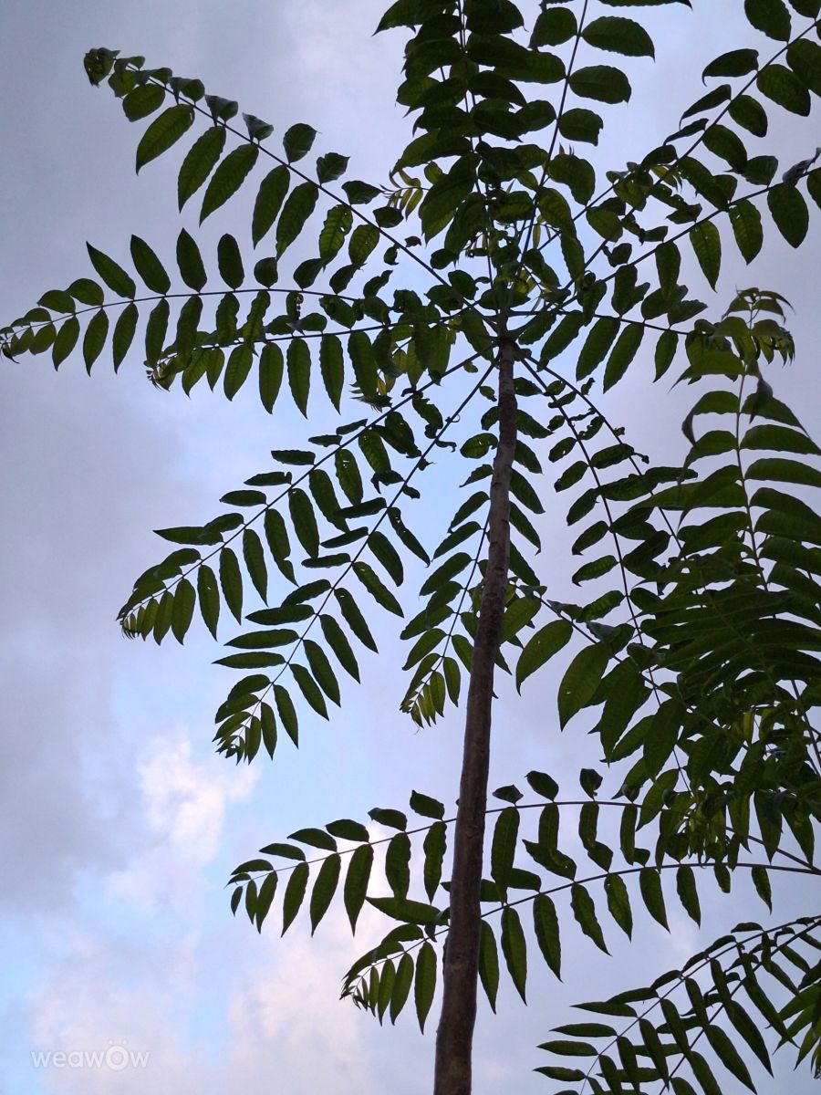 Photographer Wen-ya Huang, Weather Photos in Kaohsiung City - Weawow