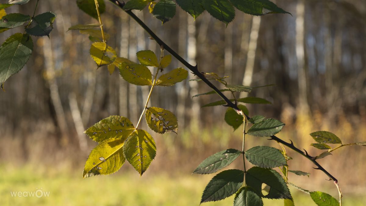 Fotografos Foqus Foto, Fotos do tempo em Jelenia Góra - Weawow