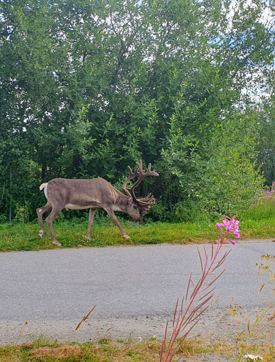 Фотографии Погоды в Киркенес. Прогнозы погоды с чудесными фотографиями, сделанными Femalewind