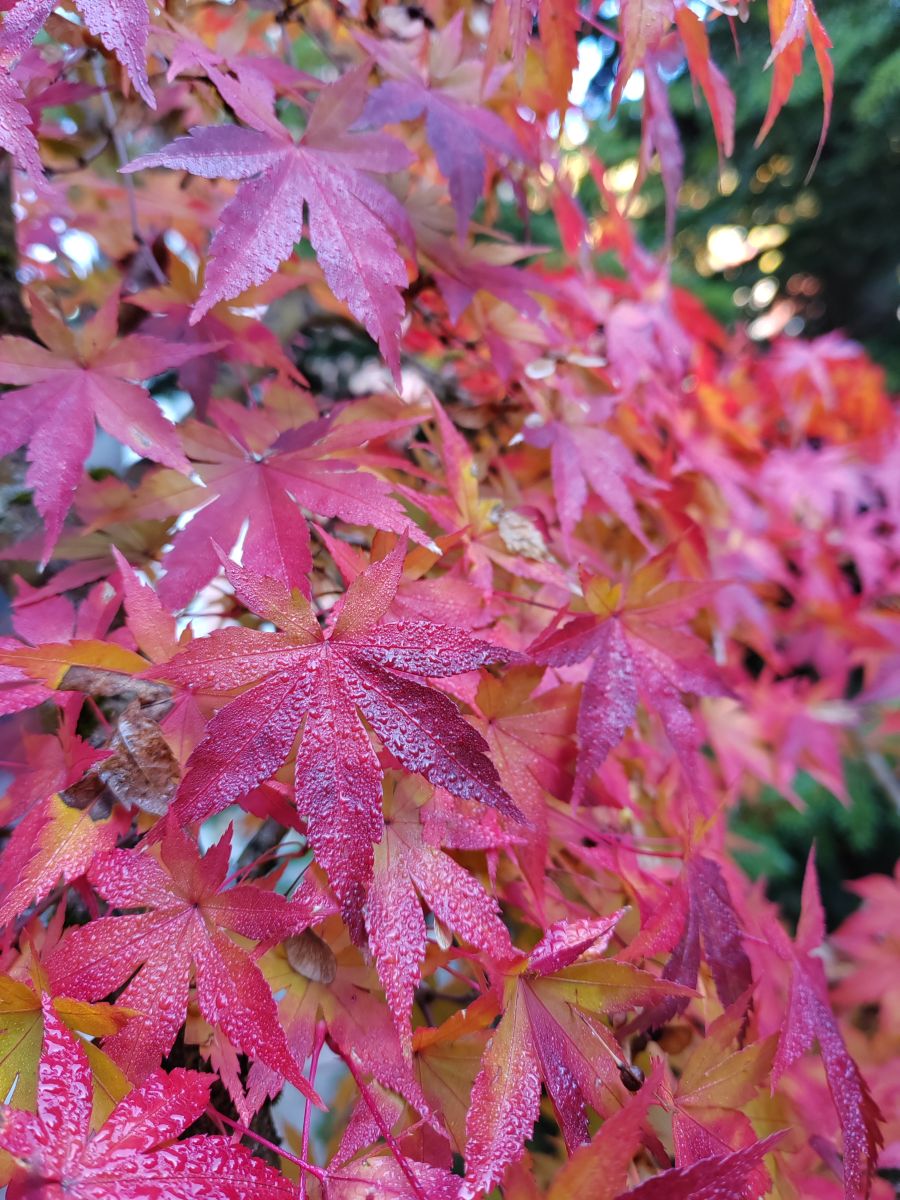 Photographer Albert_Smelovtsev, Weather Photos in Roza Khutor - Weawow