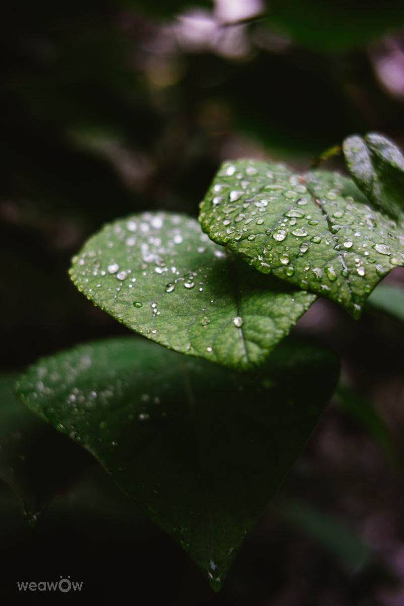 Fotos sobre el clima en Batum. Pronósticos del tiempo con hermosas fotos de dabaevd