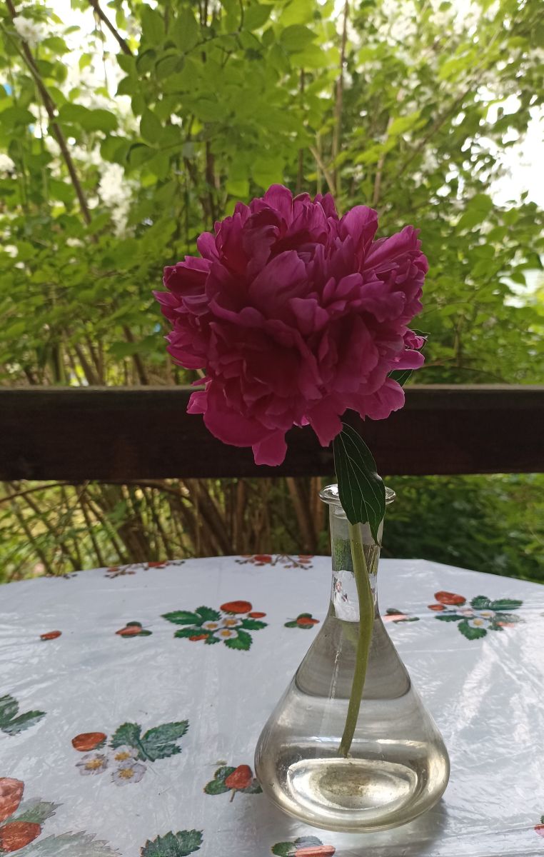 Fotos do tempo em Moscow Oblast. Previsões do tempo com lindas fotos de 19Larisa46