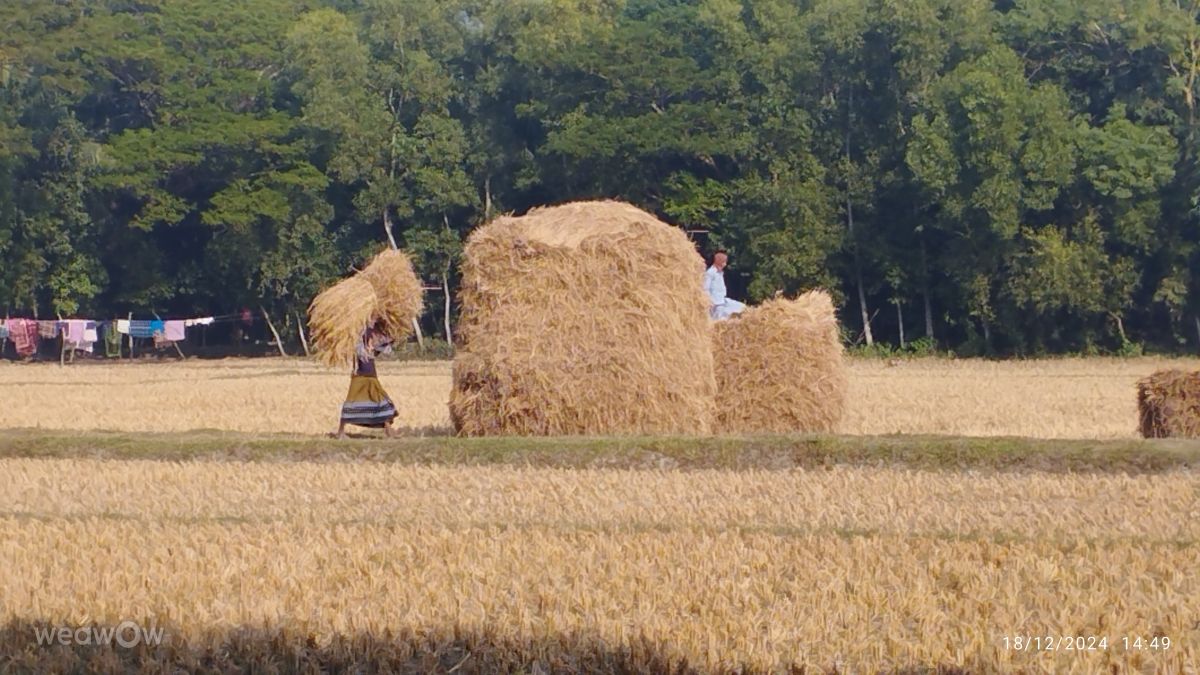 Weather Photos in Bangladesh. Weather forecasts with beautiful photos by Shiblu Khan
