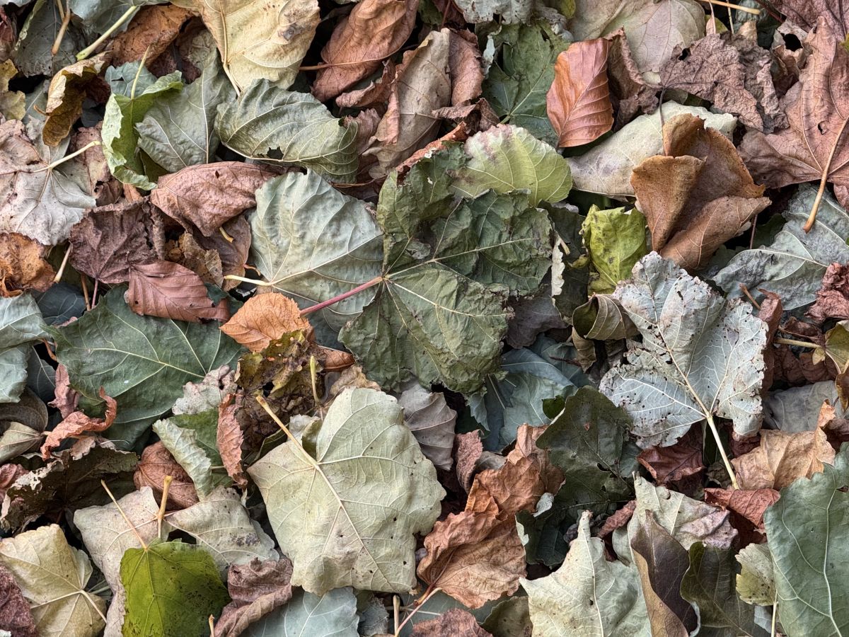Photos météo à Delémont. Prévisions météo avec de superbes photos de SwissEloi