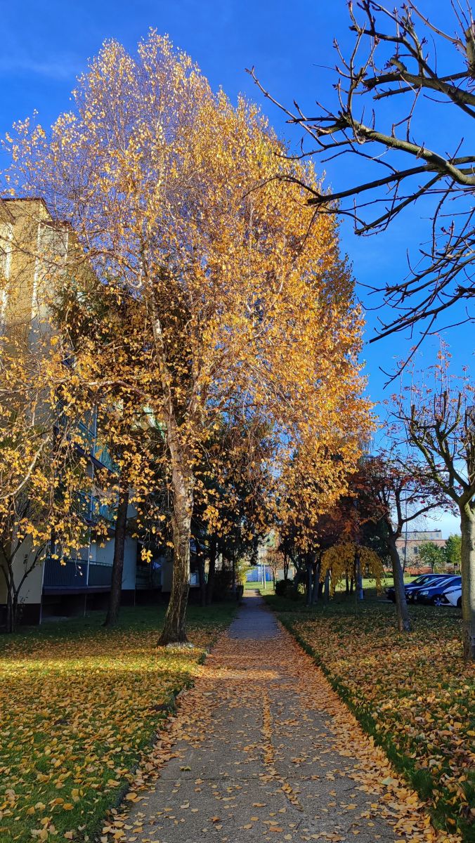 摄影师 Romek58，维隆的天气照片 - Weawow