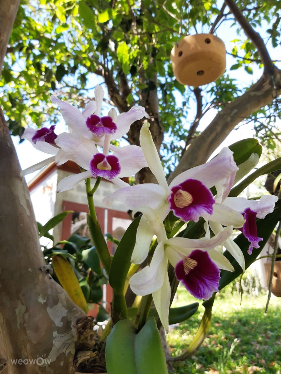 Wetter Photos Florianópolis. Wettervorhersagen mit schönen Fotos von VIAꓨEM_E_HISTÓЯIA