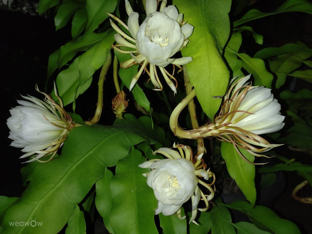 Photographer Wen-ya Huang, Weather Photos in Kaohsiung City - Weawow