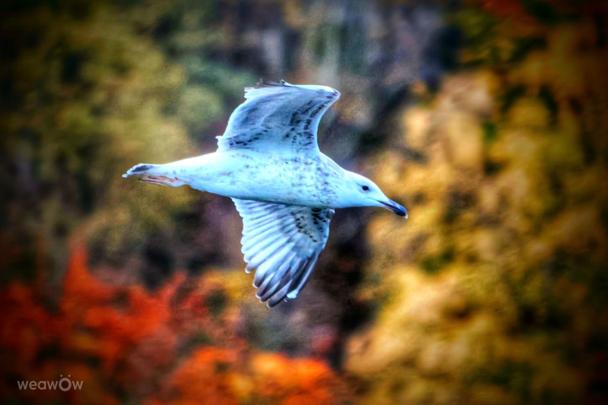 Фотограф Lotti5507, Фотографии Погоды в Langscheid - Weawow