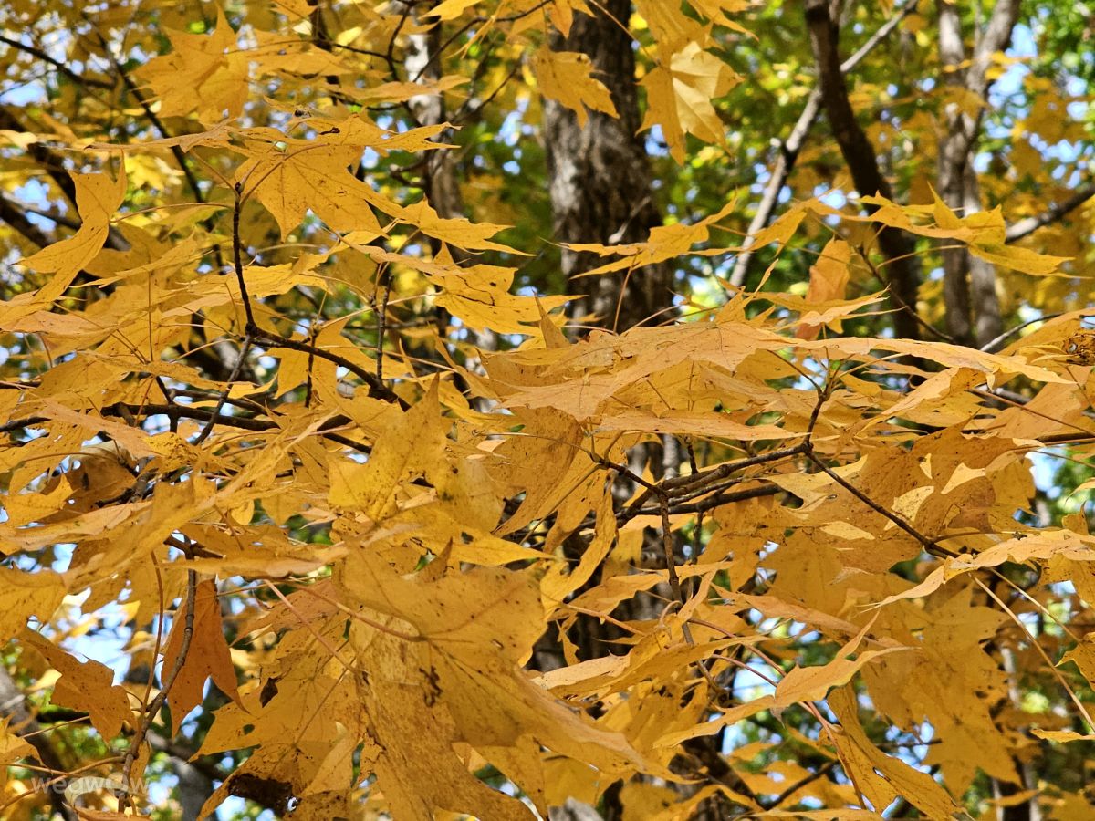 摄影师 ImPe，Arsen'yev的天气照片 - Weawow