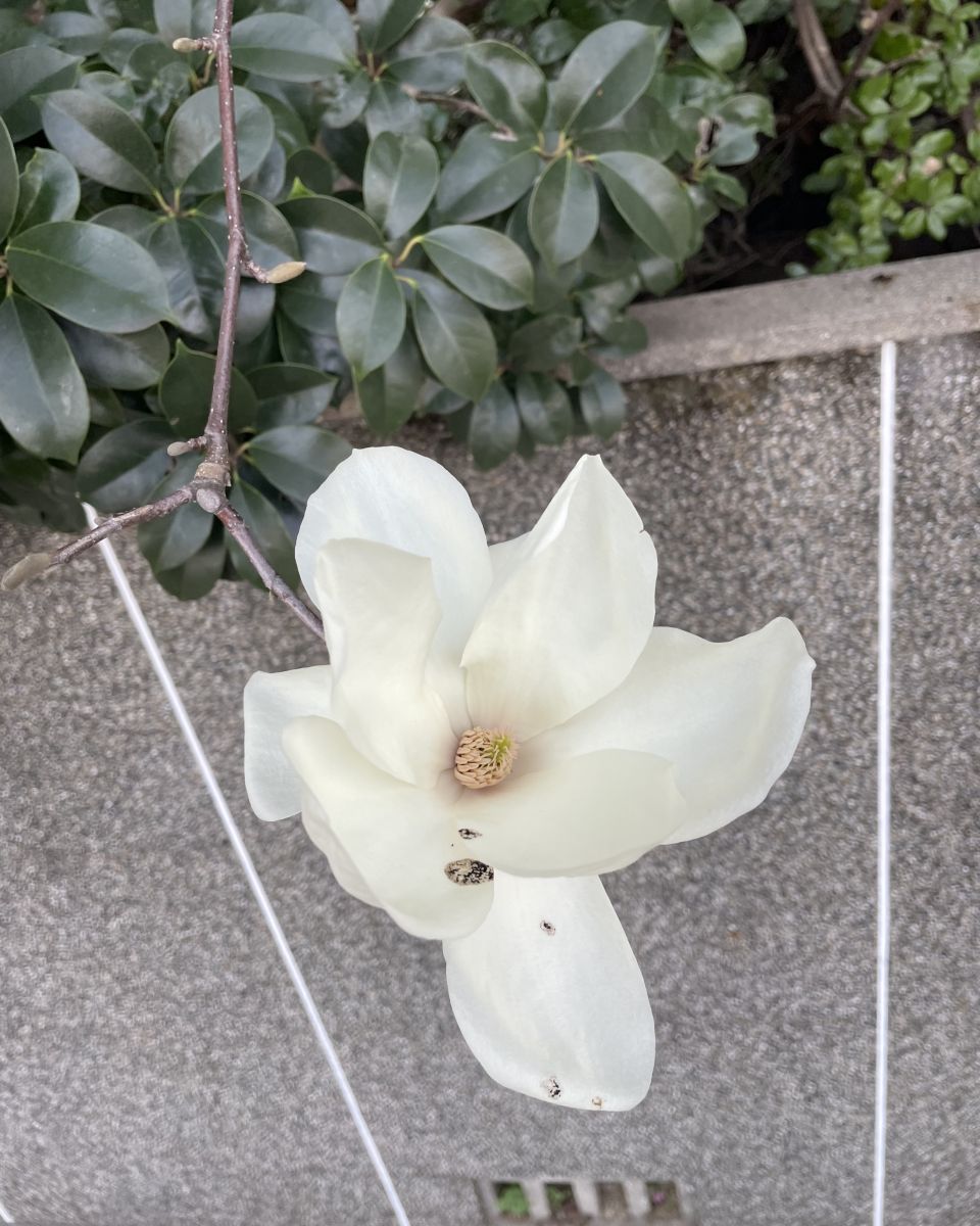 Fotografos あさのジジ, Fotos do tempo em Okayama - Weawow