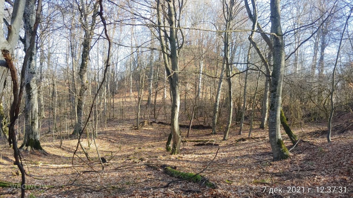 Chechnya的天气照片. 天气预报，带magaregita精美的照片