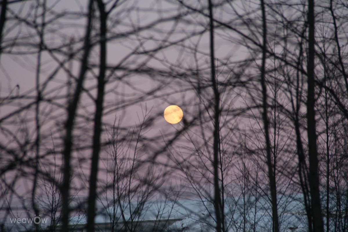 Photographer urubu, Weather Photos in Stantsiya Lavriki - Weawow