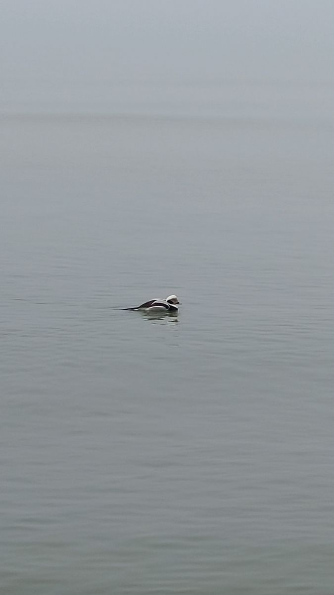 Gorod Svetlogorsk的天气照片. 天气预报，带Михаил Бондаренко精美的照片