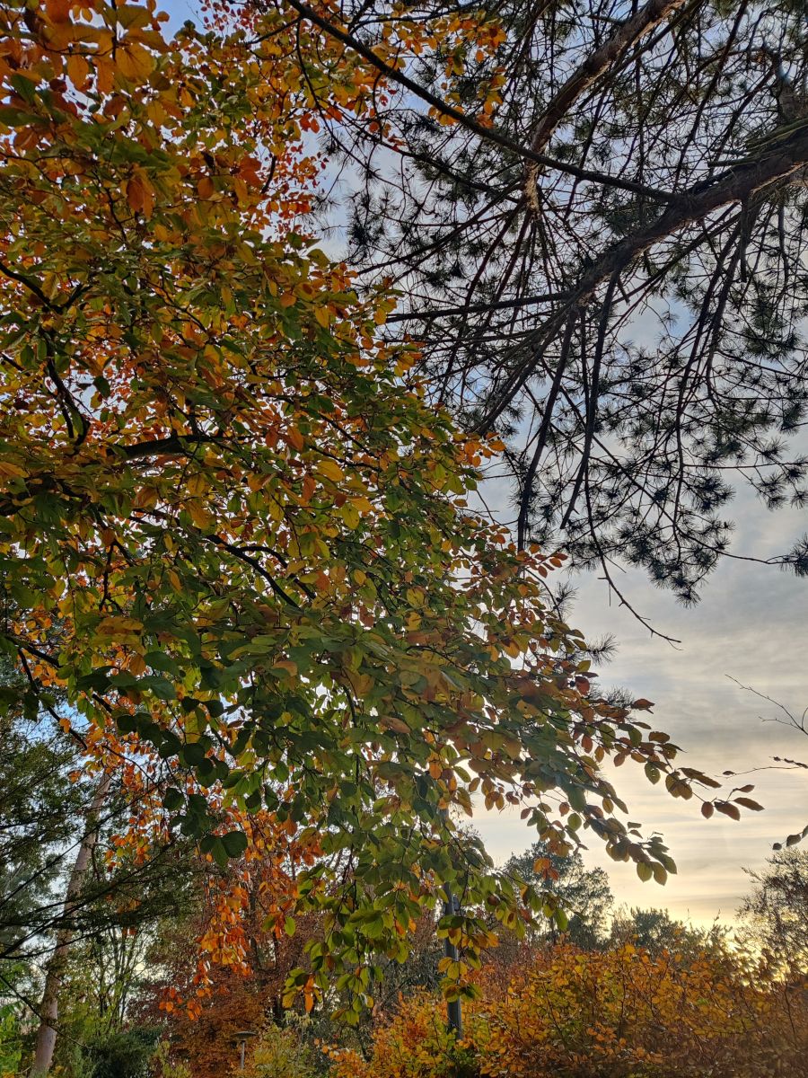 Photographer Zorrra, Weather Photos in Kladow - Weawow