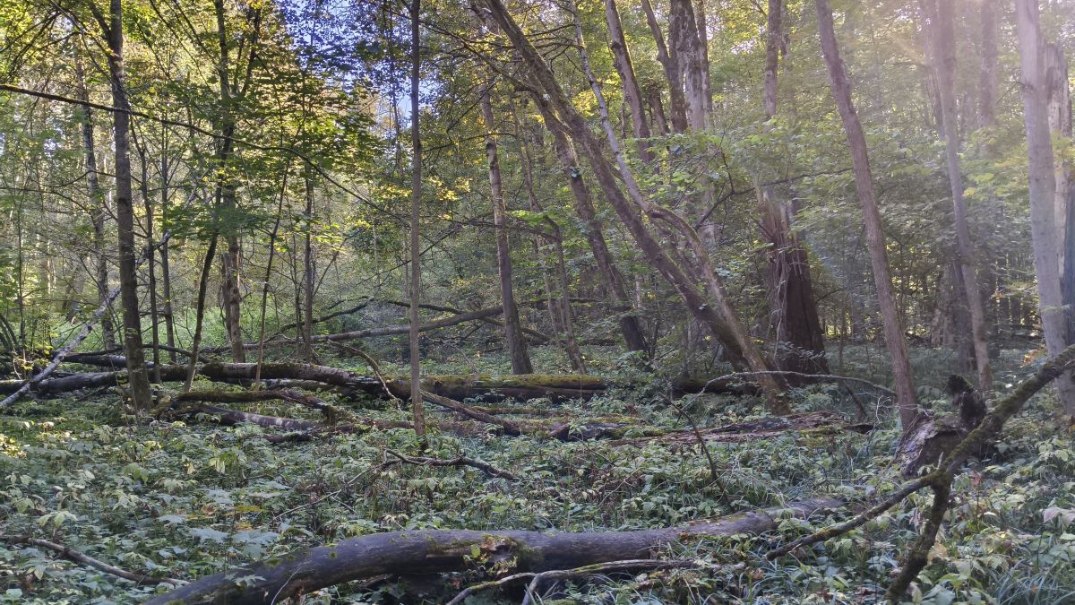 Wetter Photos Tul'skaya Oblast'. Wettervorhersagen mit schönen Fotos von Aleksei