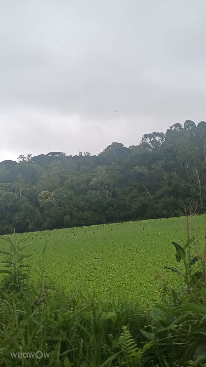 Weather Photos in Curitiba. Weather forecasts with beautiful photos by Edhê