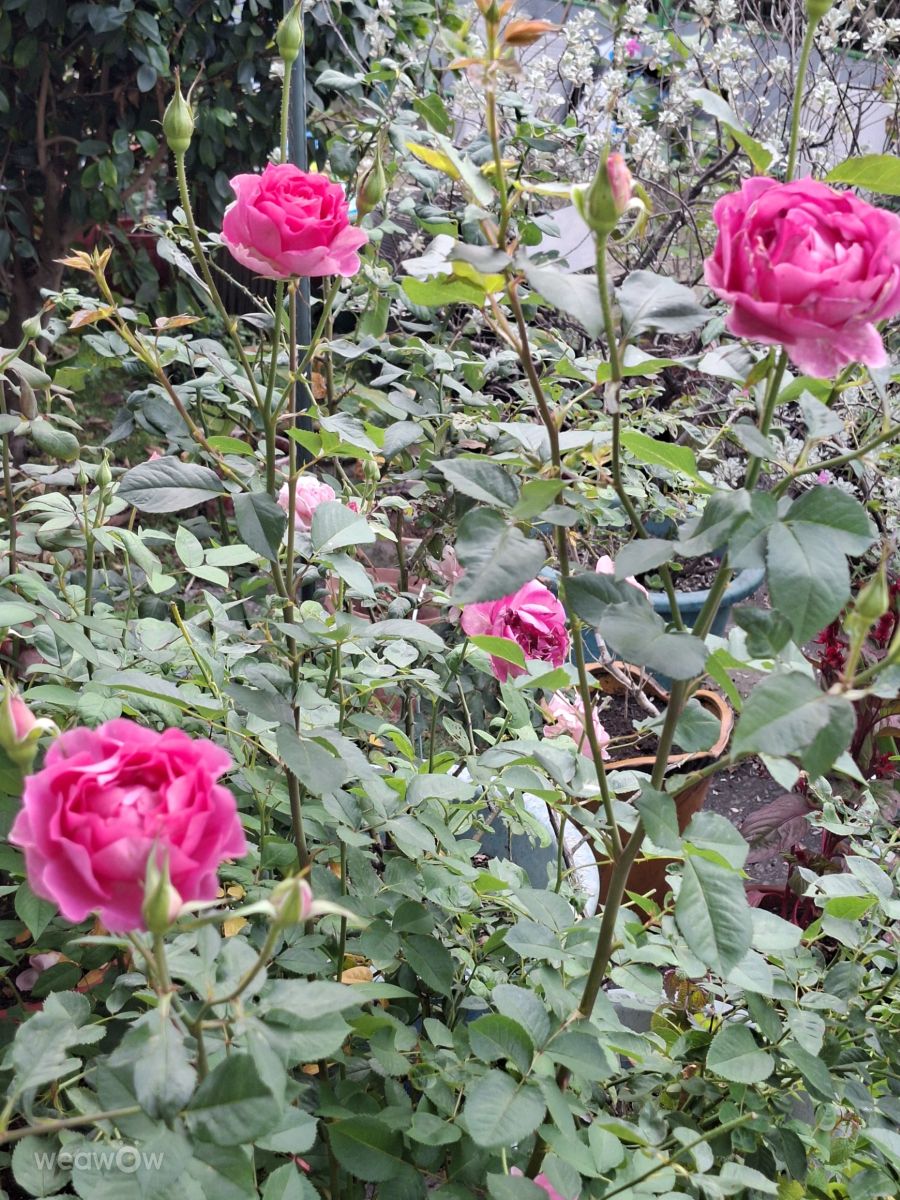世界の天気写真. Wen-ya Huangの美しい写真による天気予報