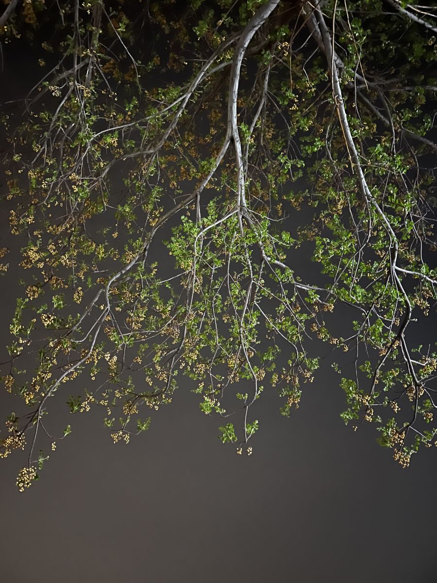 Fotos sobre el clima en Irak. Pronósticos del tiempo con hermosas fotos de lananoori03