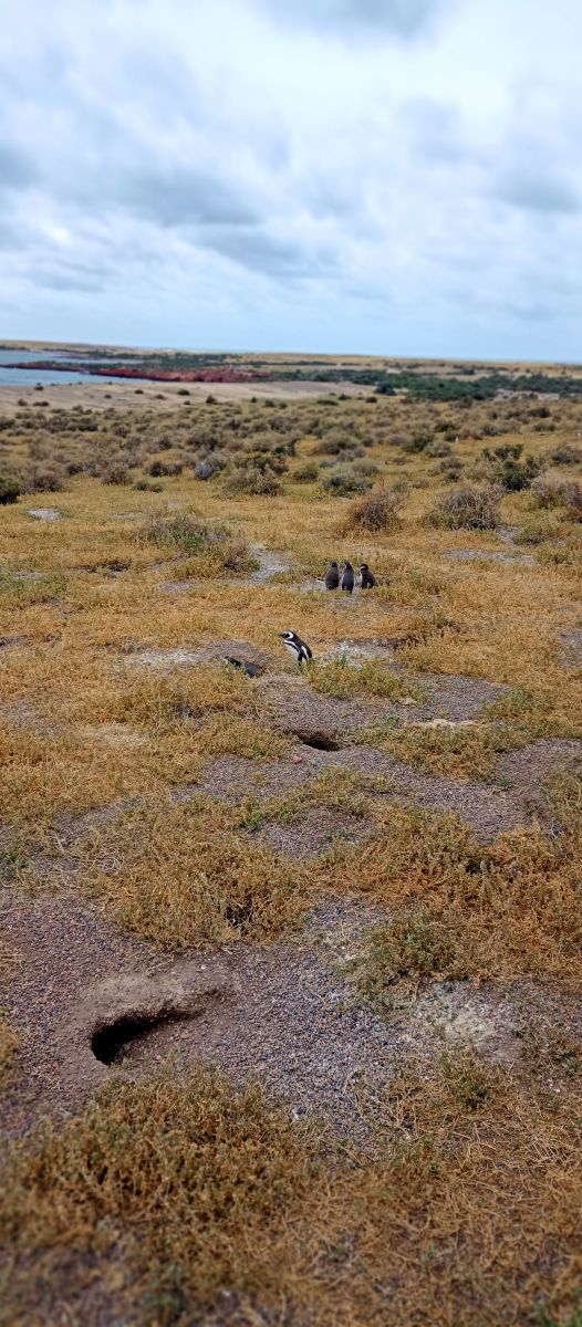 Weather Photos in Chubut. Weather forecasts with beautiful photos by MelLezcano19