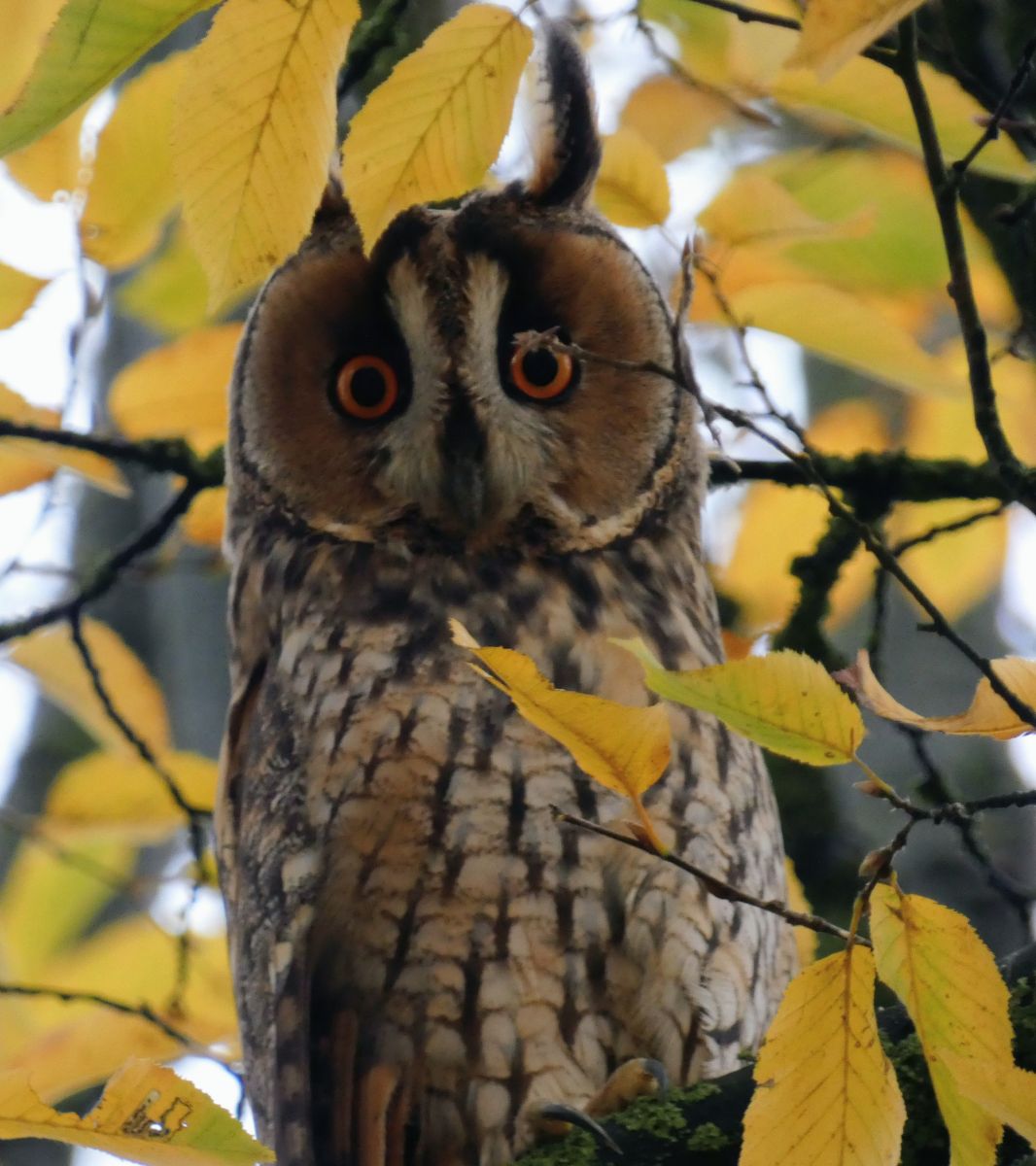 Фотограф fwerner, Фотографии Погоды в Elsfleth - Weawow